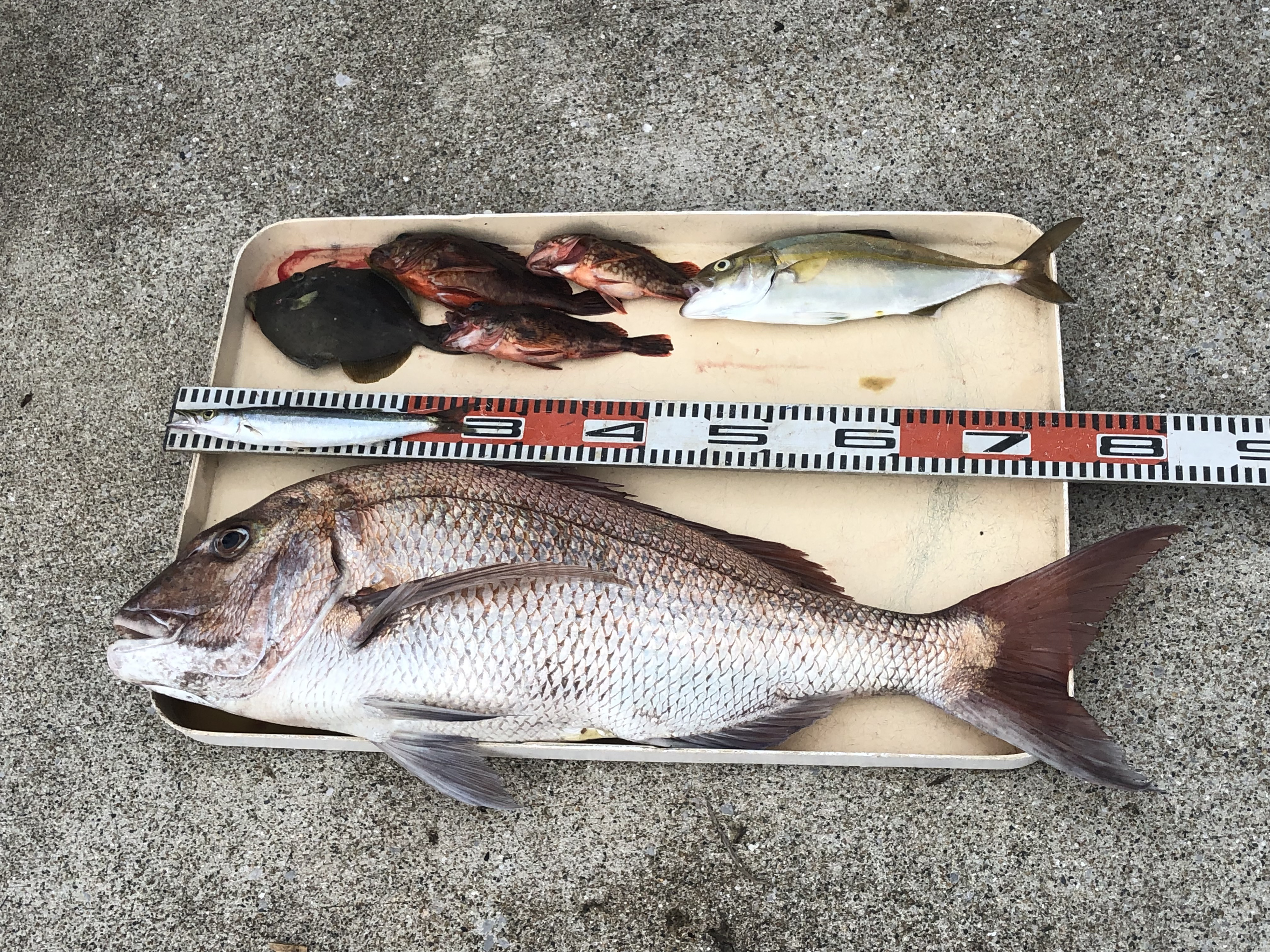 魚